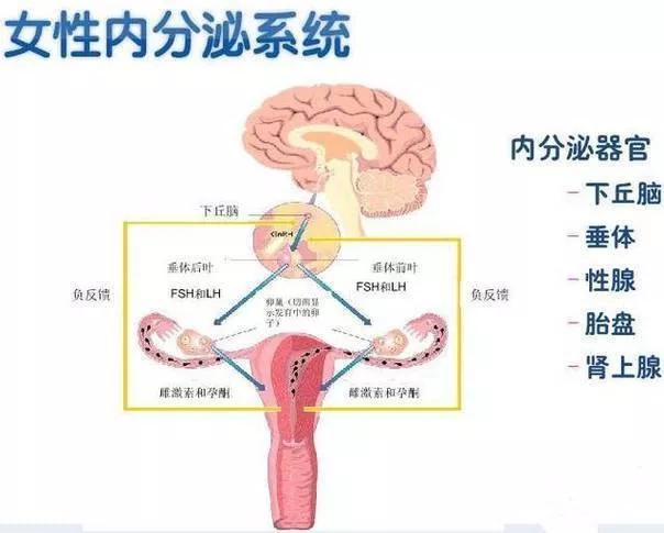 促甲状腺激素低_雌激素低怎么办_激素引起的低钾怎么办