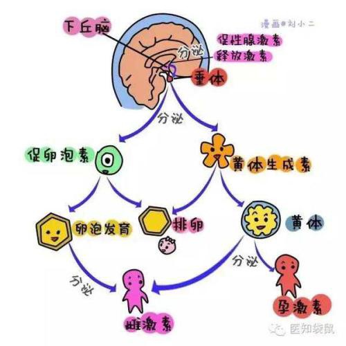 17β-雌二醇 和β-雌二醇 的区别_雌二醇偏高_雌二醇