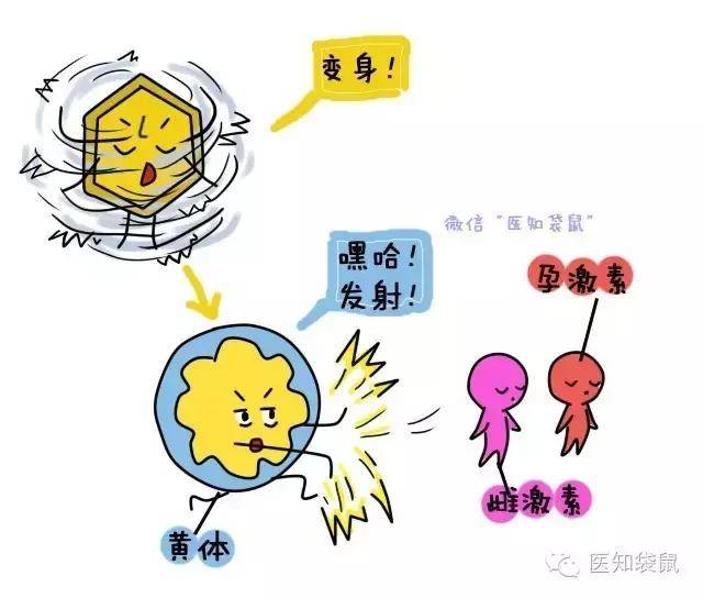 雌二醇_雌二醇偏高_17β-雌二醇 和β-雌二醇 的区别