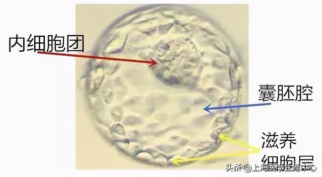 同卵双胞胎_同卵双胞胎和异卵双胞胎_同卵双胞胎