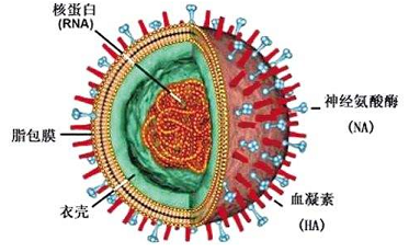 单纯病毒疱疹抗体igm_单纯疱疹性病毒_单纯疱疹病毒