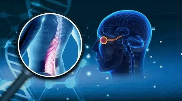 单纯疱疹病毒_单纯病毒疱疹抗体igm_单纯疱疹性病毒