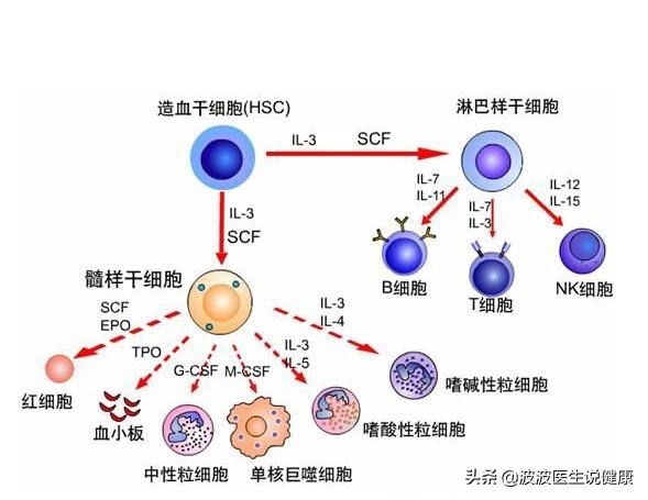 单纯疱疹性病毒_单纯疱疹病毒_单纯病毒疱疹抗体igm
