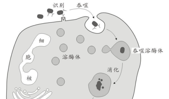 初乳康_产后初乳_人初乳