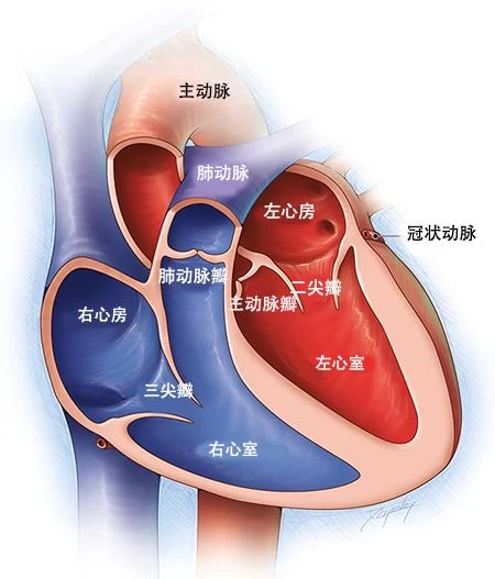 长QT间期综合征