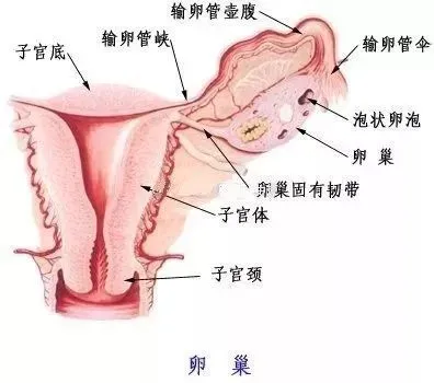 男性激素六项雌二醇低_激素六项孕酮低怎么办_雌激素低怎么办