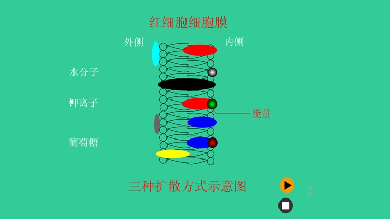 成熟细胞比幼嫩细胞对生长素更敏感_红细胞_为验证溶藻细胞对铜绿微囊藻细胞数量