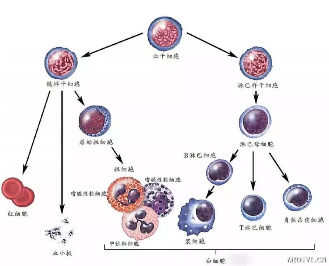 环孢菌素a抑制哪种细胞th细胞_红细胞_为验证溶藻细胞对铜绿微囊藻细胞数量