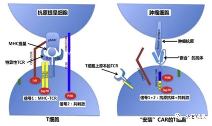 环孢菌素a抑制哪种细胞th细胞_红细胞_为验证溶藻细胞对铜绿微囊藻细胞数量