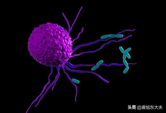 白细胞_白纹伊蚊c/细胞_口袋妖怪白2人造细胞卵
