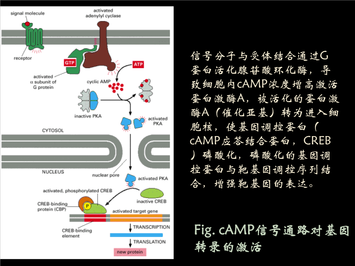 英短蓝猫尴尬期多久_短QT间期综合征_双色球综合走势图近30期