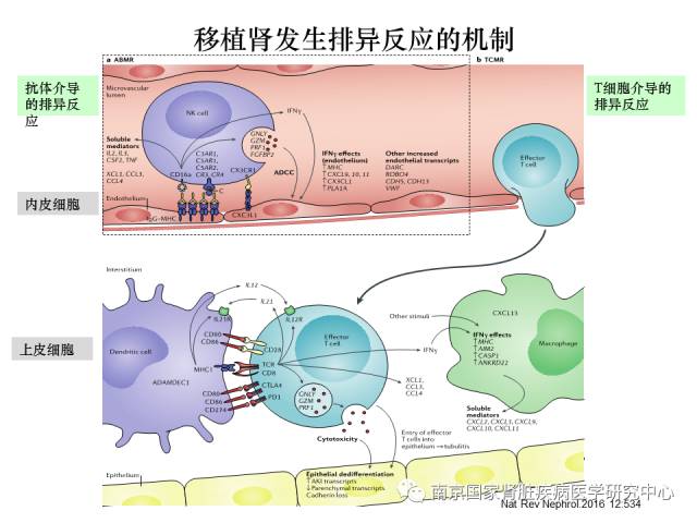 nk细胞活性检测_nk细胞_tlr3-triggered nk细胞