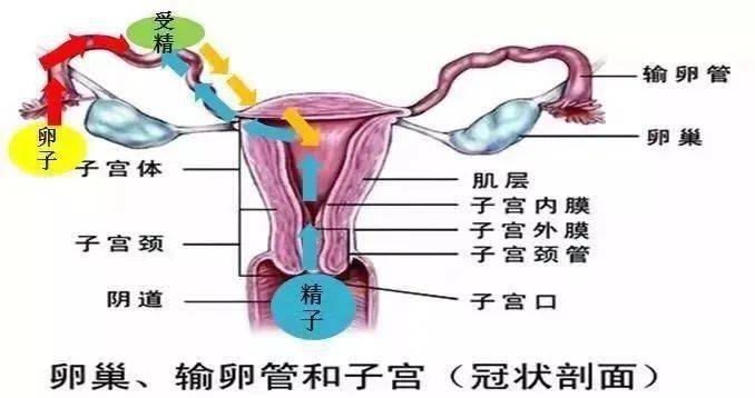 侧切_顺产侧切伤口_侧切伤口发炎怎么办