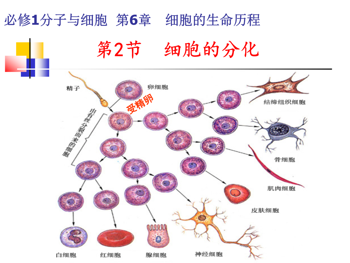 nk细胞_nk细胞大小_nk t细胞淋巴瘤