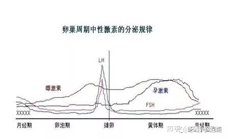 黄体素