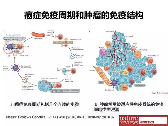 nk细胞大小_nk细胞_nk细胞