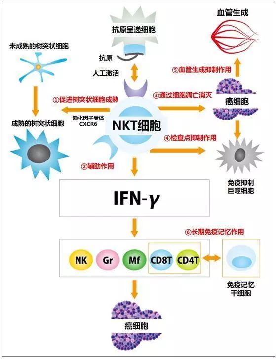 nk细胞_nk细胞大小_nk细胞