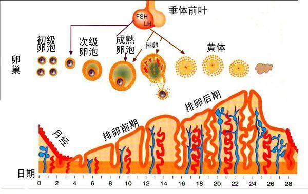 黄体素