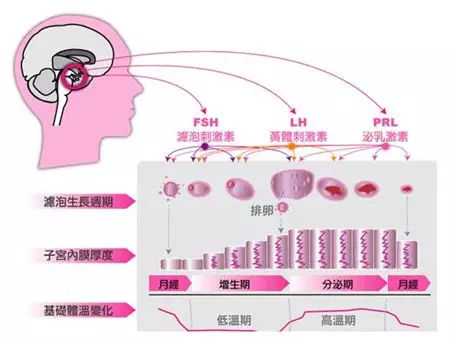促黄体生成素_妊娠黄体和月经黄体_黄体素