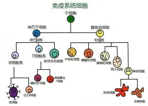nk细胞是什么_nk细胞_nk细胞偏低