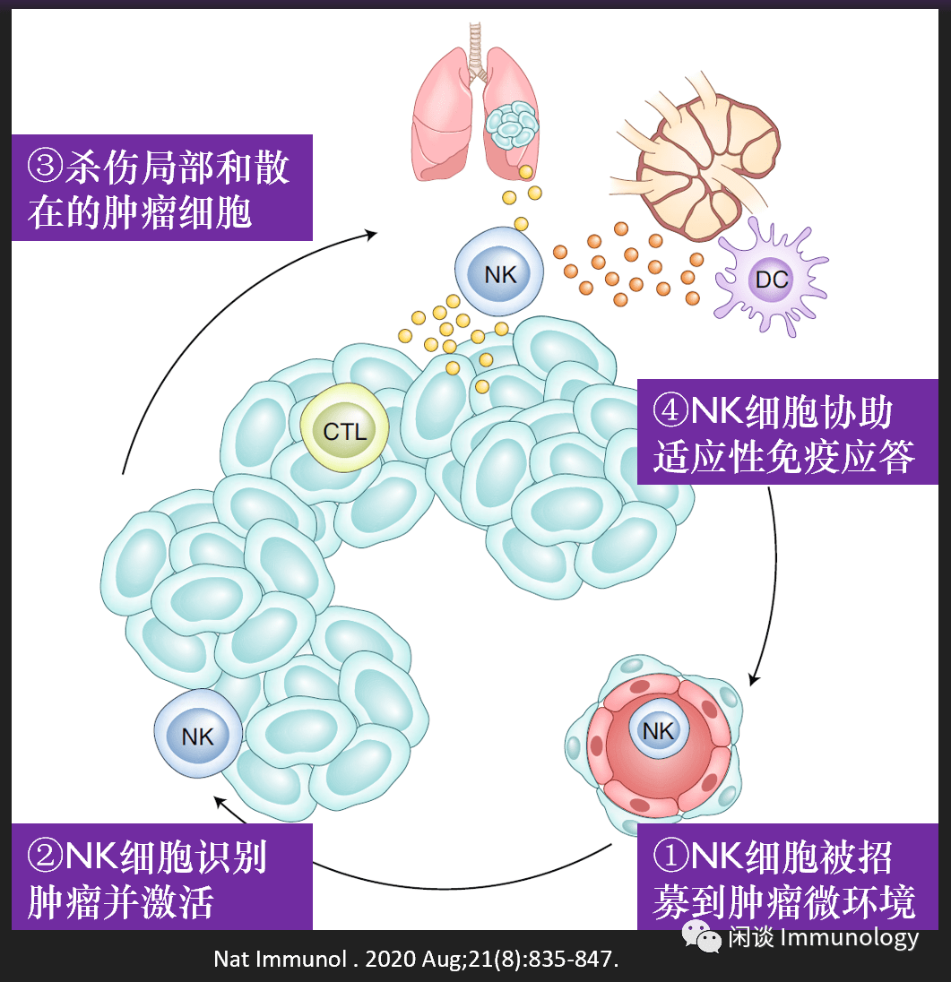 nk细胞_nk细胞治疗_nk细胞偏低