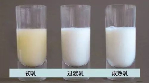 初乳图片_产后初乳_初乳能吃吗
