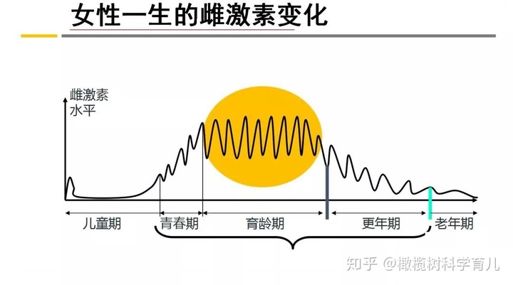 促甲状腺激素低_雌激素低怎么办_男性激素六项雌二醇低