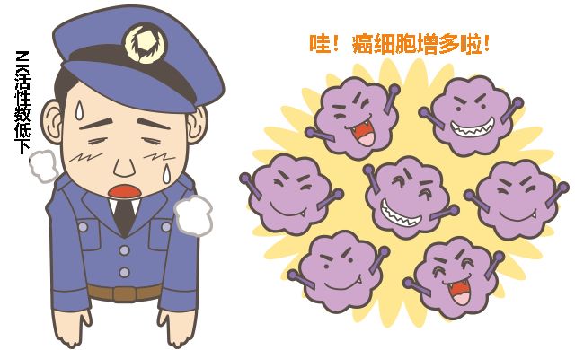 nk细胞