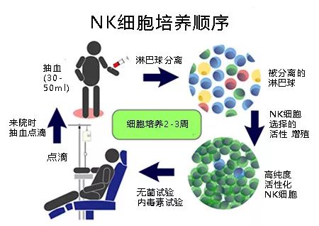 nk细胞