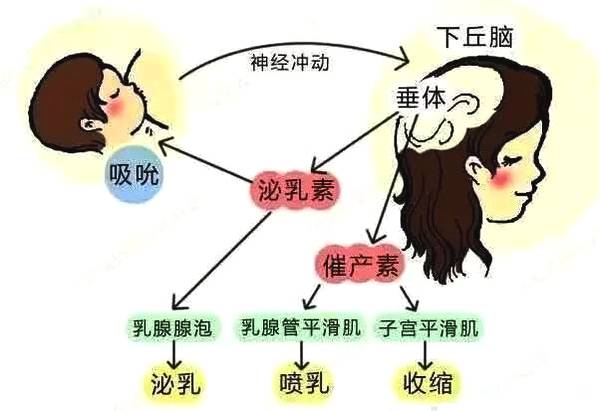 催乳师常用的催乳方法_催乳激素_催乳师催乳方法