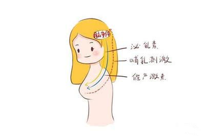 催乳激素_催乳师常用的催乳方法_催乳师催乳方法