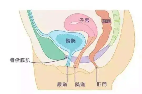 盆底肌修复_女性骨盆附盆底肌和神经模型_盆底肌康复训练