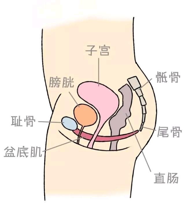 盆底肌康复训练_盆底肌修复_女性骨盆附盆底肌和神经模型