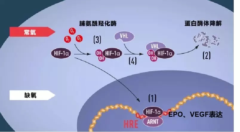 羊初乳_初乳_产后初乳