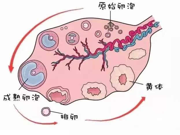 卵泡期用洗手液影响卵泡发育吗_卵泡与卵泡囊肿_窦卵泡计数