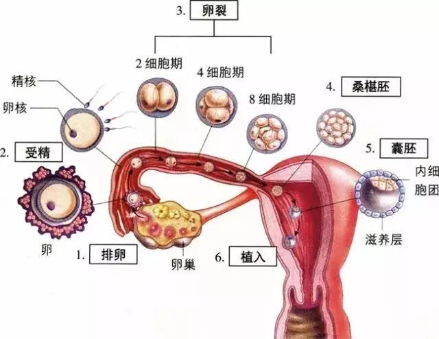 妊娠黄体和月经黄体_黄体期_卵泡期黄体生成素偏低