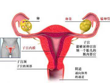 宫腔镜检查?_试管前宫腔镜检查_宫腔镜检查
