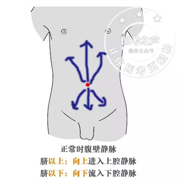 马凡氏综合症_特纳氏综合症是遗传病吗_潘氏马先蒿潘氏亚种