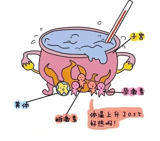 黄体期_黄体_卵泡期黄体生成素偏低