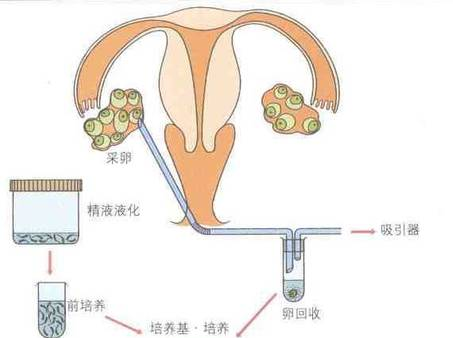卵泡期促黄体生成素_滤泡期短的话黄体期会延长吗_黄体期
