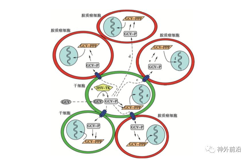 单纯疱疹病毒_呼吸道病毒 单纯疱疹_单纯疱疹Ⅰ/Ⅱ型病毒igm抗体