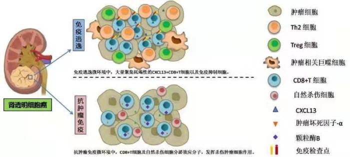 nk细胞_car–nk细胞_nk细胞