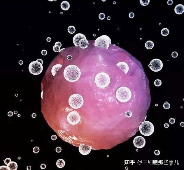 nk细胞