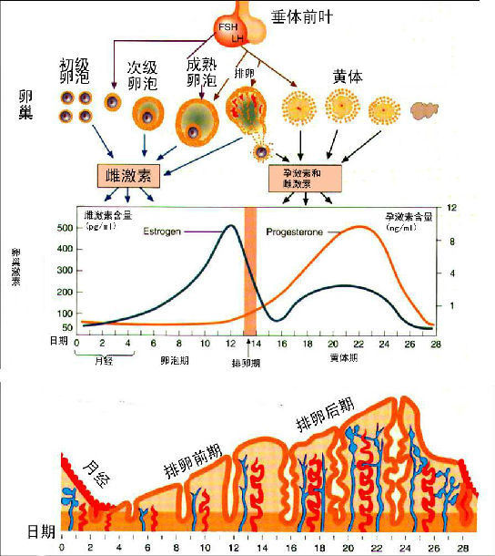 黄体素_黄体铜_黄体不足