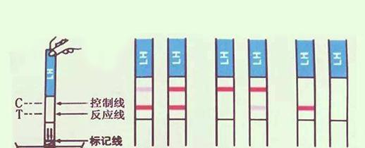 试纸强阳后多久排卵 男孩_试纸强阳后多久排卵_排卵试纸强阳