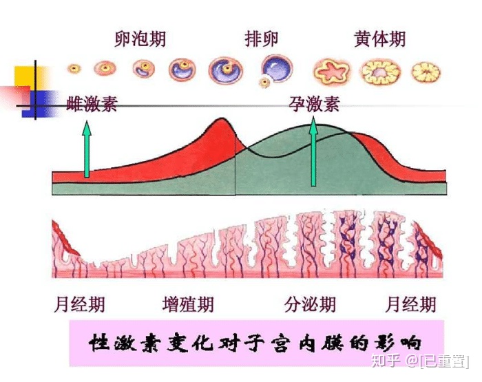 人促黄体生成激素低_雌激素低怎么办_促甲状腺激素低原因