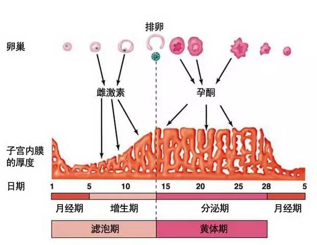 促甲状腺激素低原因_人促黄体生成激素低_雌激素低怎么办