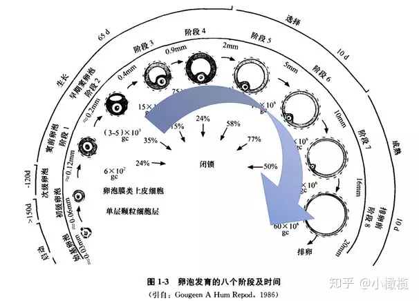 窦卵泡计数