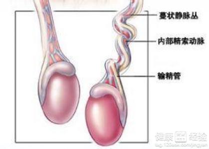 睾丸扭转原因_睾丸扭转_睾丸扭转症状