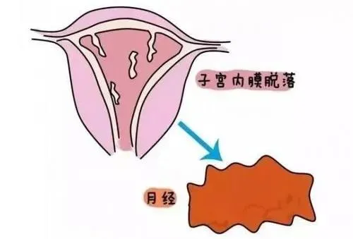 子宫内膜厚度_正常子宫宫内膜厚度_排卵内膜正常厚度是多少